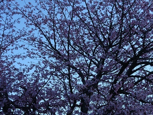 f0029393_04512182.jpg