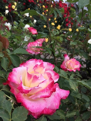 f0372998_21082377.jpg