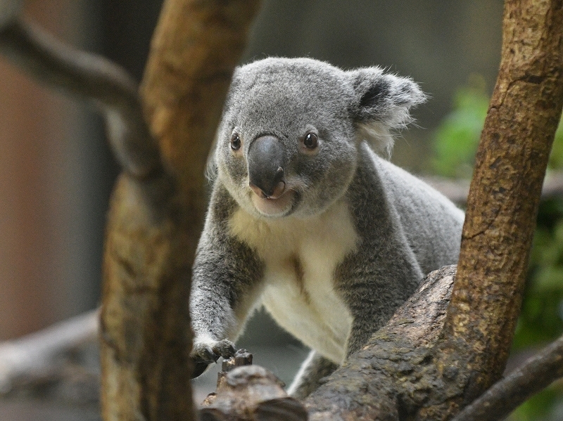 コアラのタイチ、多摩動物公園で暮らした : bonsoir