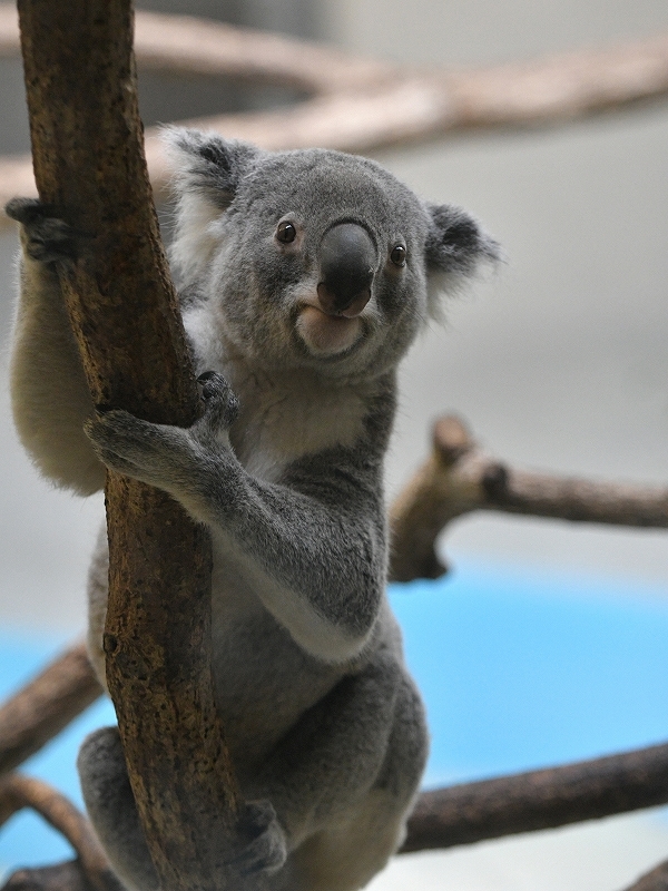 コアラのタイチ、多摩動物公園で暮らした : bonsoir