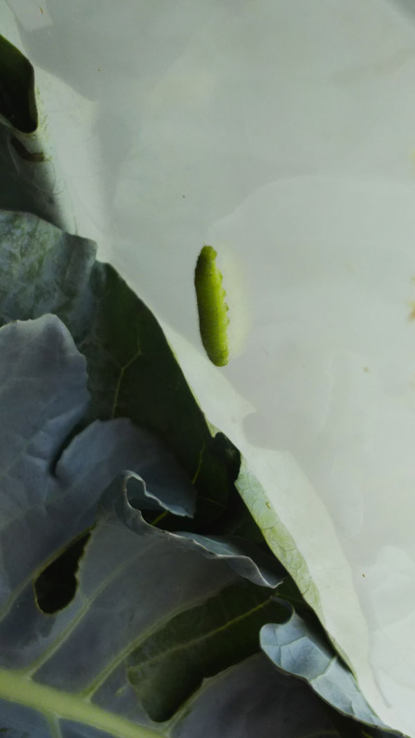 昆虫ブログ むし探検広場