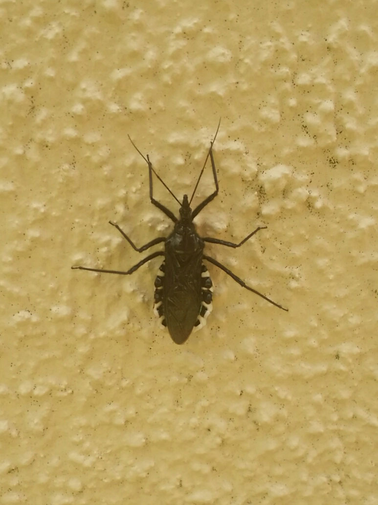 我が家の外壁にいた虫 昆虫ブログ むし探検広場