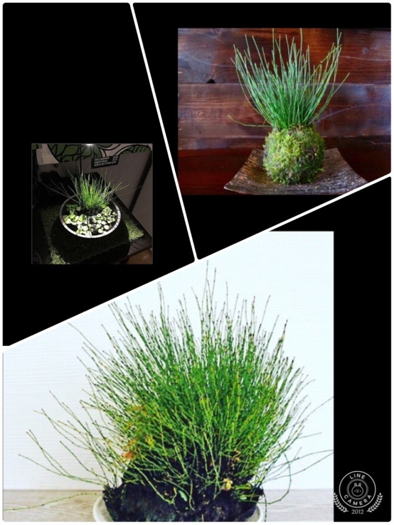 ヒメトクサ 好奇心旺盛なおかんのひとりごと