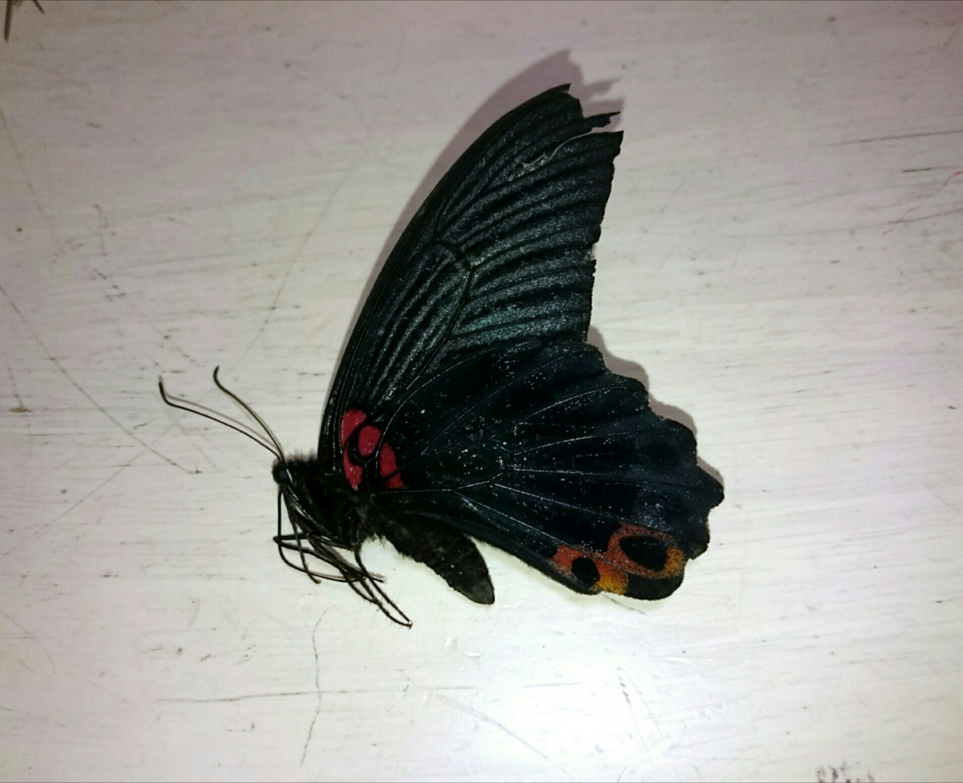 a0361610_20234314.jpg
