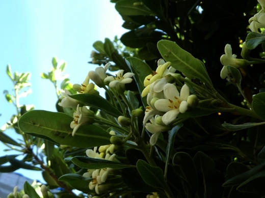 c0062511_21523231.jpg