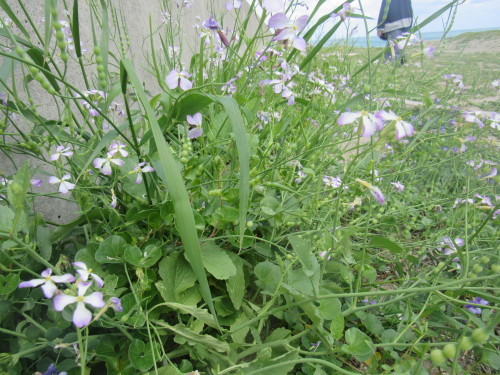 c0378111_22041266.jpg