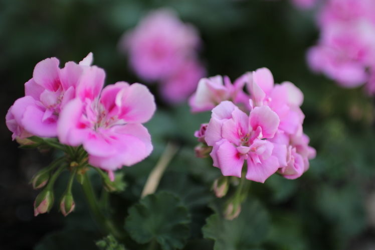 春の花いっぱい！神戸布引ハーブ園_f0209122_09175584.jpg