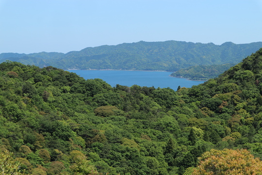 里山のイチヤクソウは間もなく開花！_e0272335_19381174.jpg