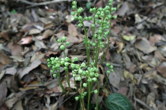 里山のイチヤクソウは間もなく開花！_e0272335_1944517.jpg