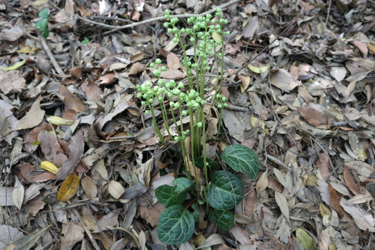 里山のイチヤクソウは間もなく開花！_e0272335_1946345.jpg