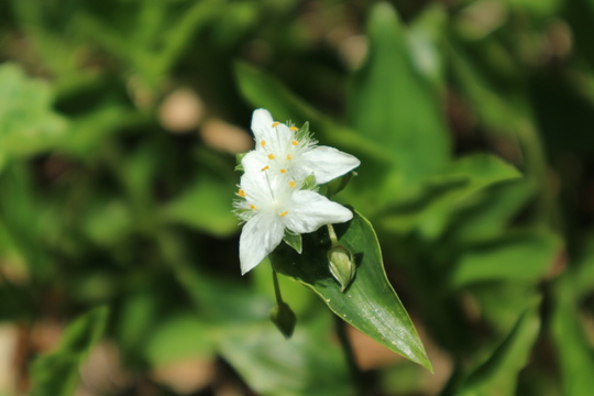 里山のイチヤクソウは間もなく開花！_e0272335_1961167.jpg