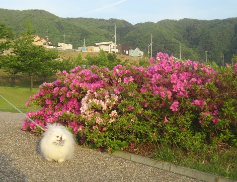 b0177436_10111346.jpg