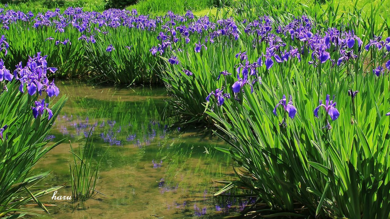 ほたる池 にカキツバタ 晴れ時々そよ風 ほたる池 にカキツバタ 晴れ時々そよ風