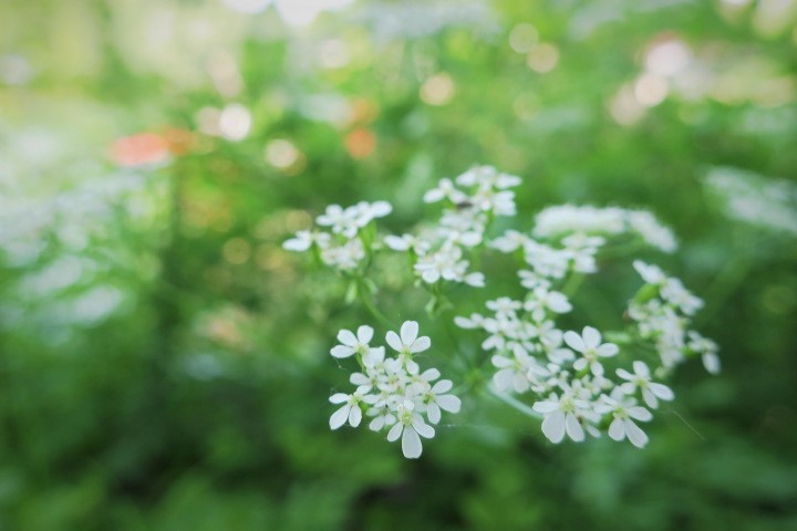e0300042_16464358.jpg