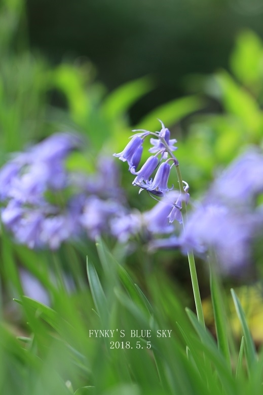 ５月の庭***でと、今日の青空♪_c0145250_10240299.jpg