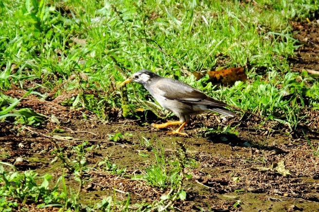 ムクドリが捕食、他_b0236251_15274947.jpg