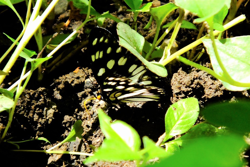 ムクドリが捕食、他_b0236251_15330708.jpg