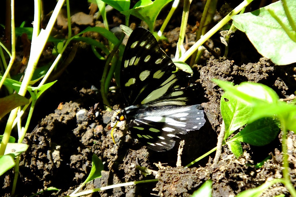 ムクドリが捕食、他_b0236251_15331331.jpg