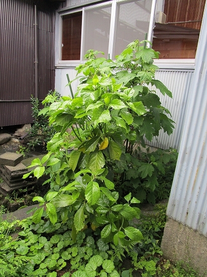 c0327752_09412082.jpg