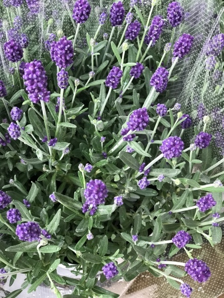 f0220152_16015427.jpeg