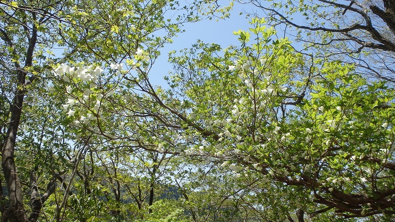 c0097754_16510051.jpg