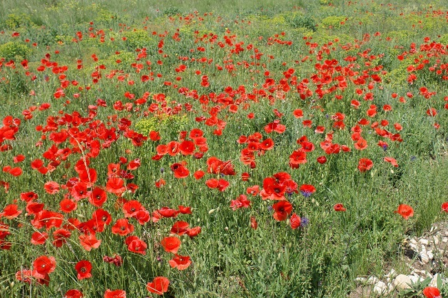 丘の上ひなげしの花が 南仏プロヴァンスから富士山麓へ 大自然の魅力