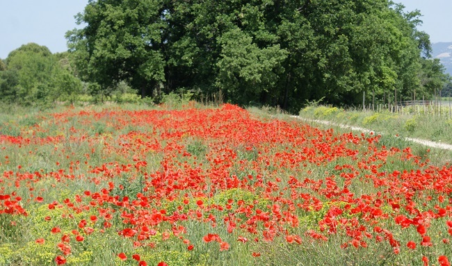 丘の上ひなげしの花が 南仏プロヴァンスから富士山麓へ 大自然の魅力