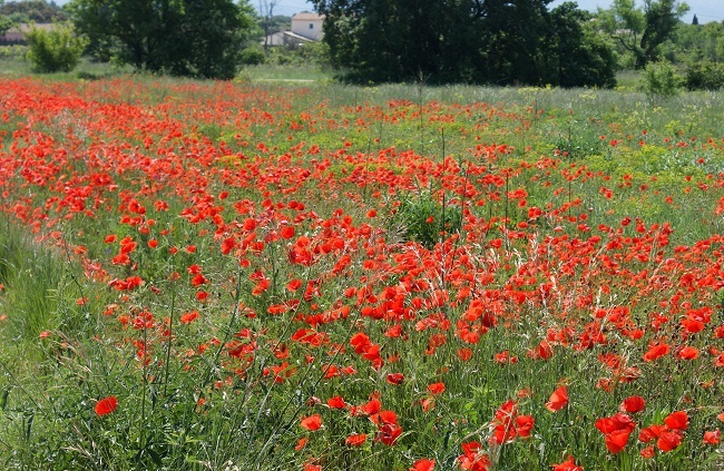 丘の上ひなげしの花が 南仏プロヴァンスから富士山麓へ 大自然の魅力