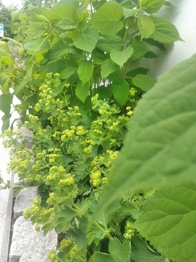 c0172261_07413901.jpg