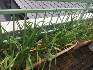 小さな暮らしの植物達_f0363168_16583928.png