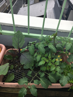 小さな暮らしの植物達_f0363168_16595583.png