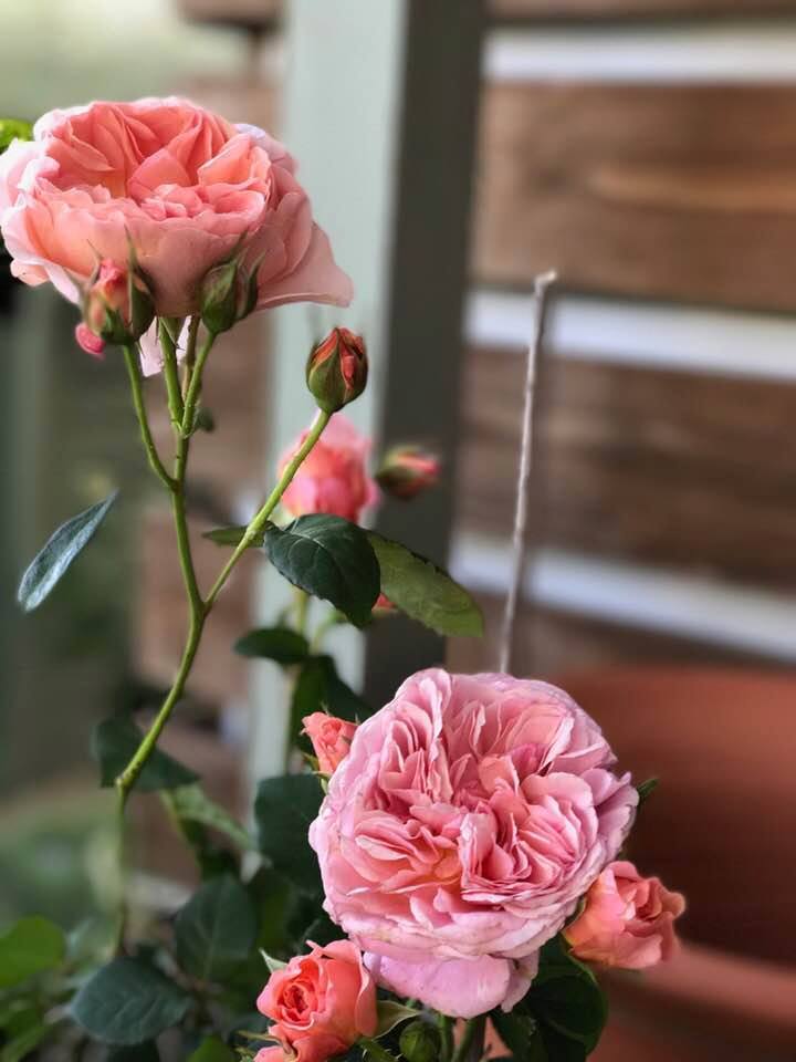 あおい かおりかざり バラ苗入荷しました 宮崎の花屋 アナーセン あおい かおりかざり バラ苗入荷しました 宮崎の花屋 アナーセン