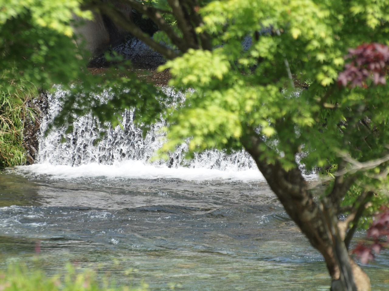 『神崎川の川沿いを歩きながら･････』_d0054276_20523392.jpg