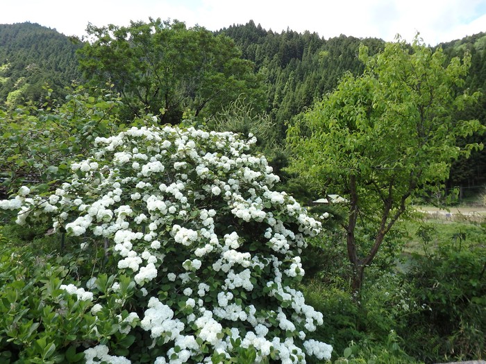 『神崎川の川沿いを歩きながら･････』_d0054276_2053619.jpg