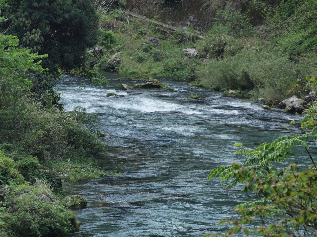 『神崎川の川沿いを歩きながら･････』_d0054276_2054321.jpg