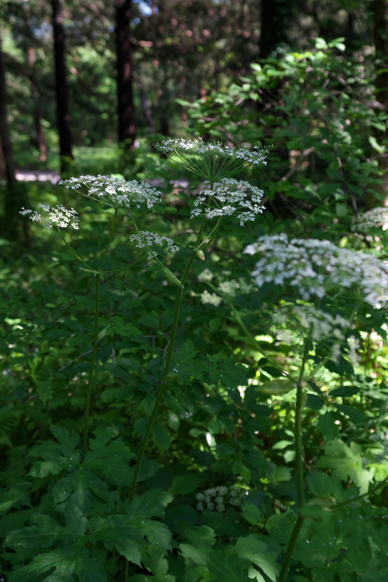 a0083081_22460381.jpg