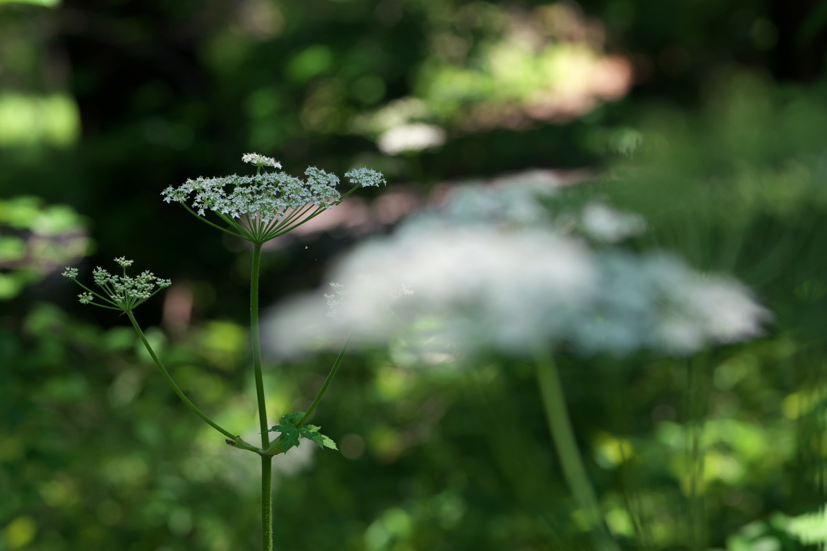 a0083081_22460826.jpg