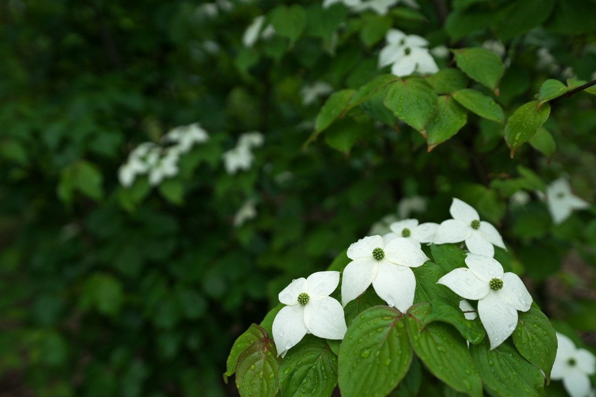 a0083081_22470820.jpg