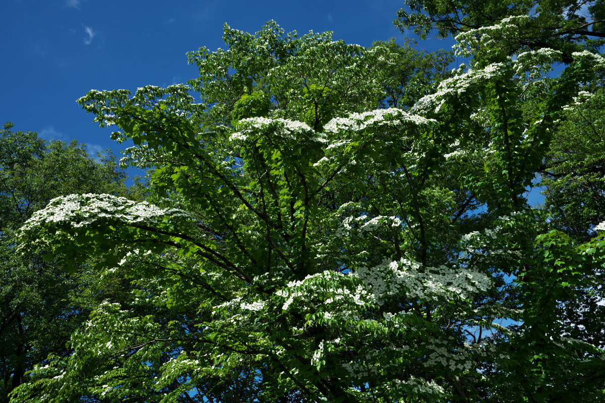 a0083081_23092027.jpg