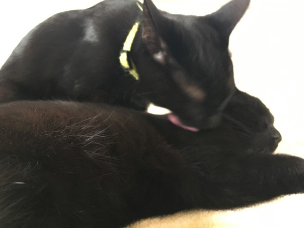 b0377882_17454200.jpeg