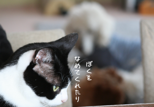 a0216583_22113561.png