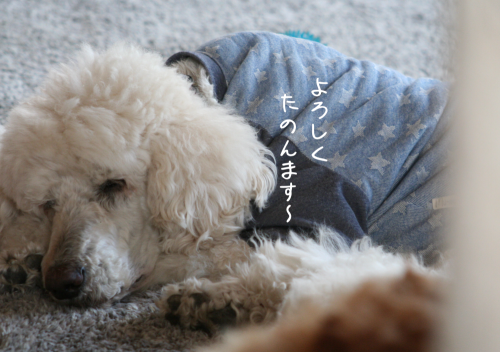 a0216583_22115161.png