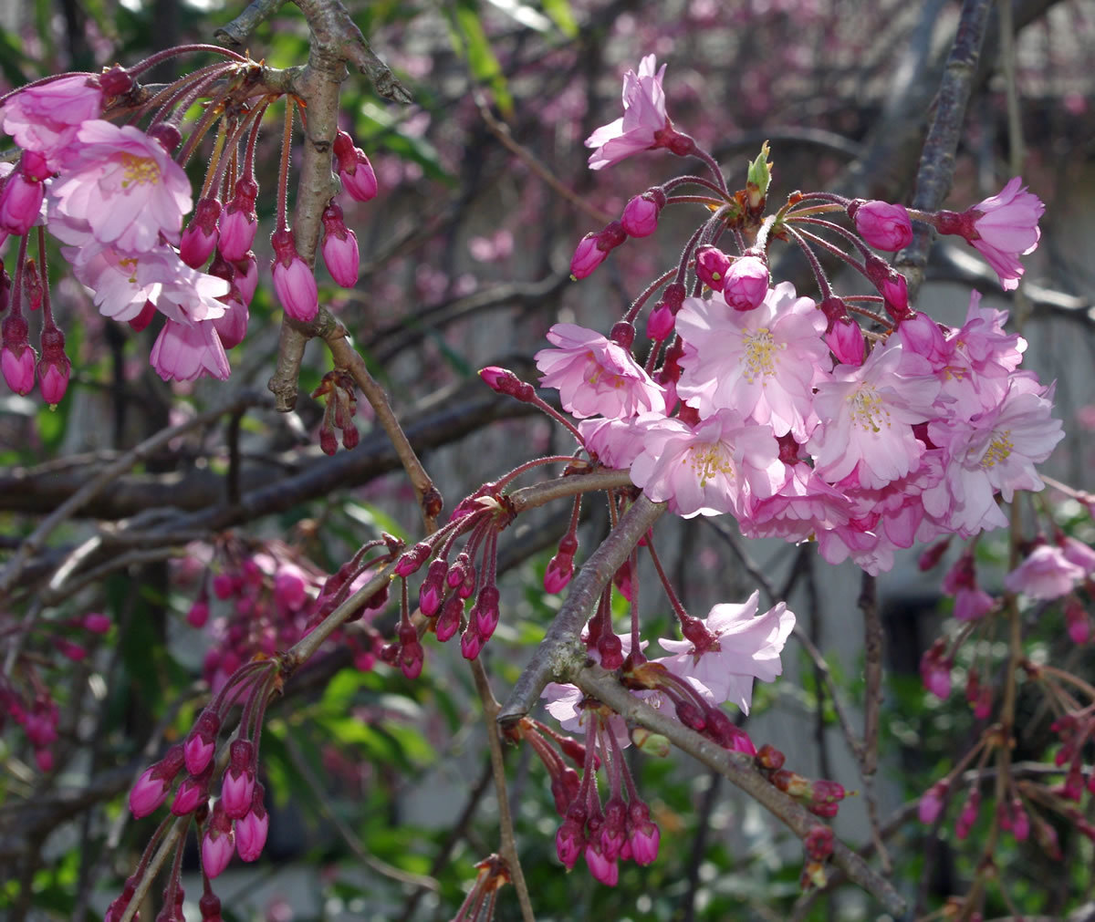 八王子見て歩記/浅川ゆったりロードの桜-3_b0123486_09231222.jpg