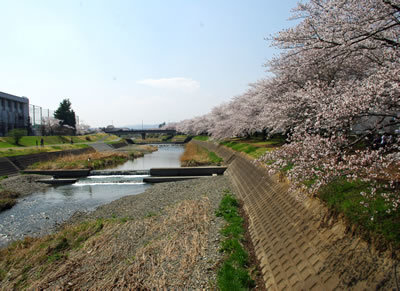 八王子見て歩記/浅川ゆったりロードの桜-3_b0123486_09475286.jpg