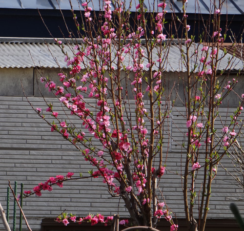 花桃の花色が・・・もしかしたら二色咲き？_a0136293_16061320.jpg