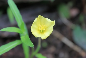 待宵草　山法師開花　芥子菜　大根花　_e0354596_12232033.jpg