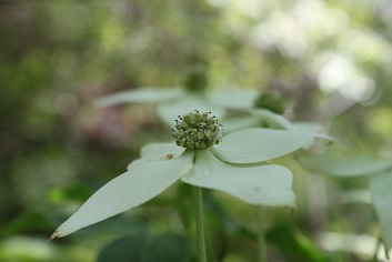 待宵草　山法師開花　芥子菜　大根花　_e0354596_12322534.jpg