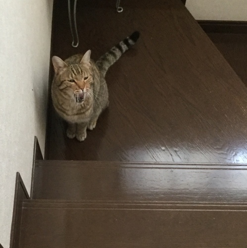あっという間に_e0358096_19470816.jpeg