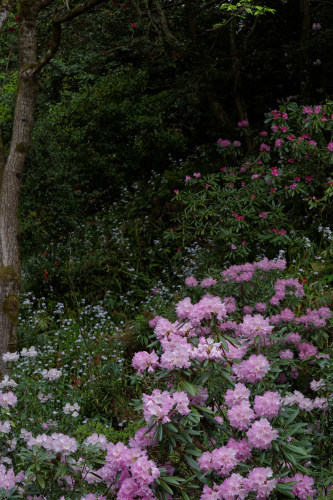 岡寺にて　～石楠花_e0366896_22113372.jpg