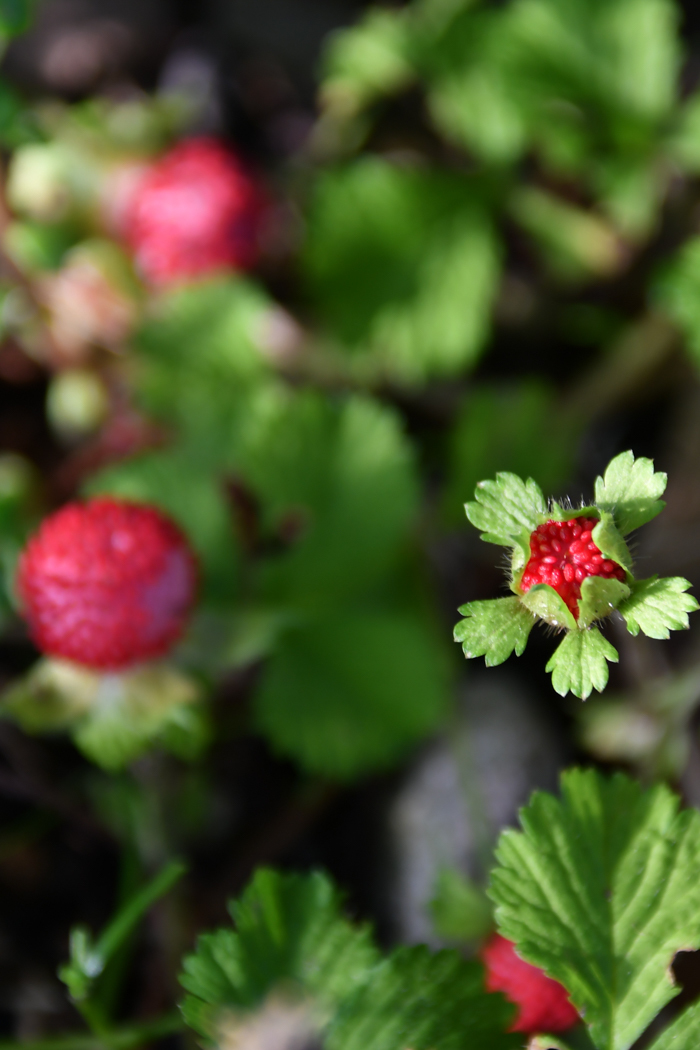 c0049299_23090511.jpg